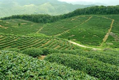 林業(yè)與通信企業(yè)攜手，助力懷集大稠頂自然保護(hù)區(qū)產(chǎn)品流通